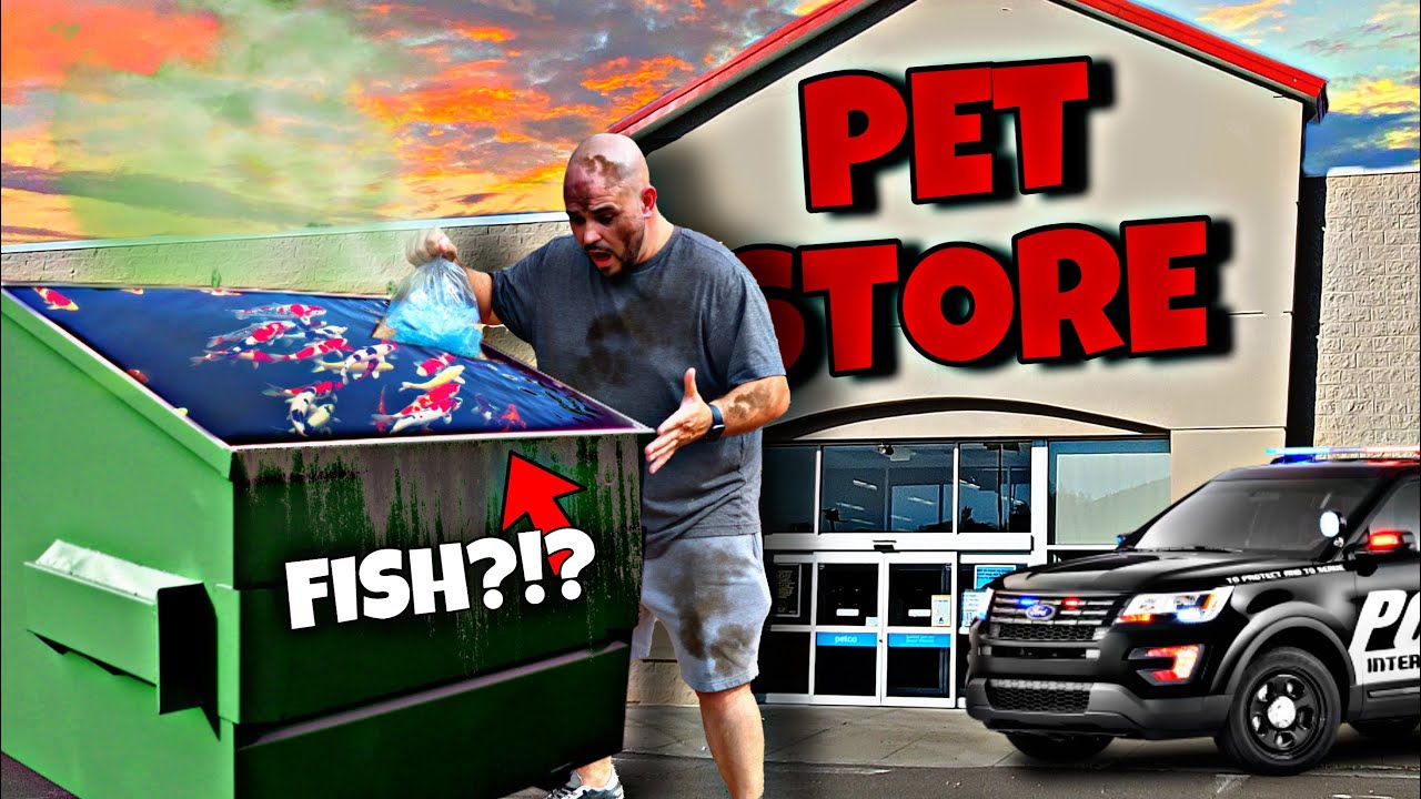Rescuing Betta Fish From Dumpster?!?