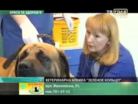 Video: Kichkina Hayvoningizni Veterinarga Qanday Qilib Xavfsiz Tarzda Etkazib Berish Kerak