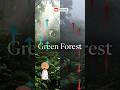 Congo Basin The 2nd biggest Rainforest 🌳 #viral #youtubeshorts #shorts