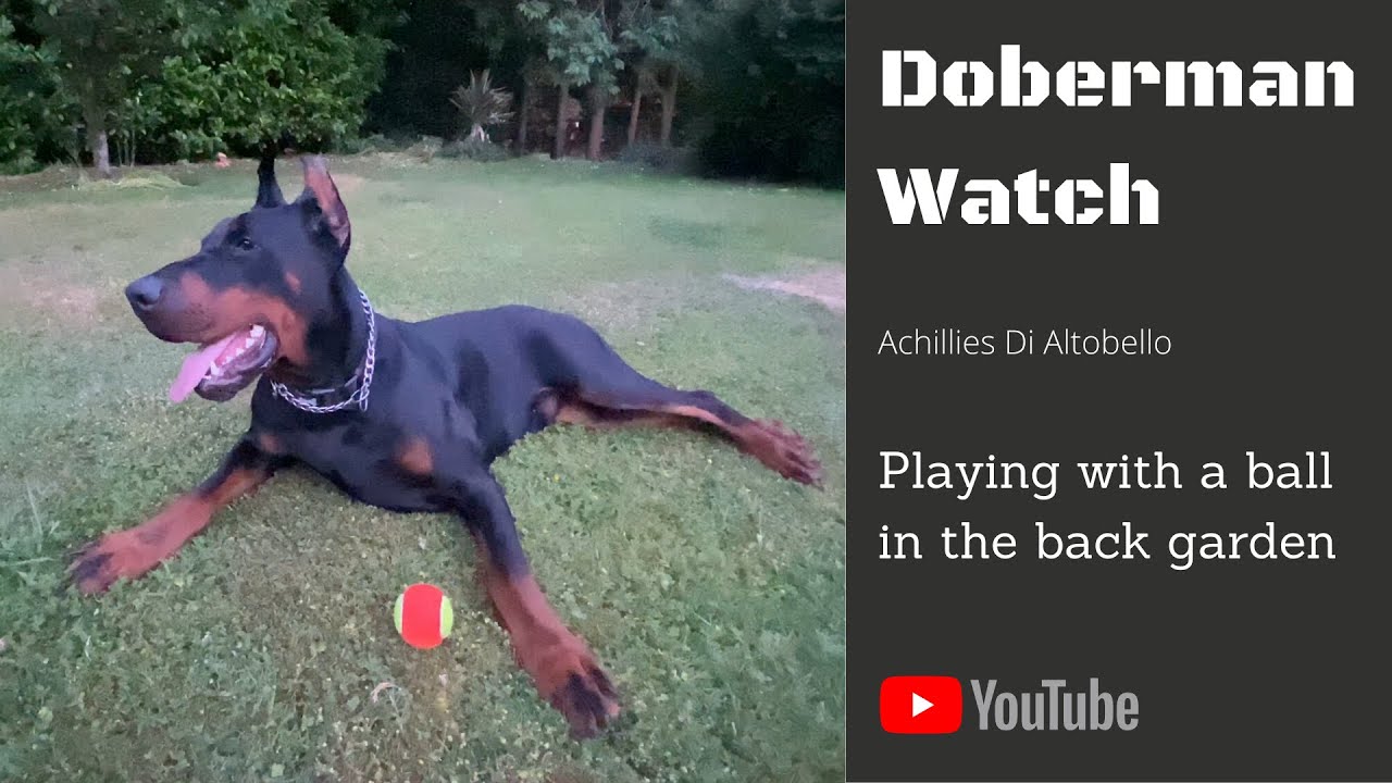 Doberman Watch Achillies playing with a ball in the back garden YouTube