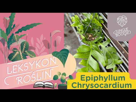 Wideo: Dbanie o Eipiphyllums - jak uprawiać rośliny kaktusowe Epiphyllum