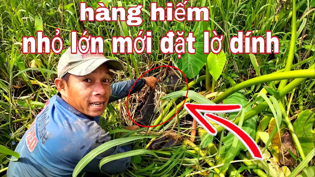 Đặt lờ cá,,dính con này mừng hết lớn, hàng hiếm