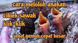 Cara meloloh anakan ciblek sawah (KLIK-KLIK) agar sehat dan cepat besar
