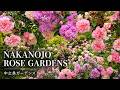 Beautiful Roses at Nakanojo Gardens 🌹 | 中之条ガーデンズ 満開のバラ園【4K】2026.06.02