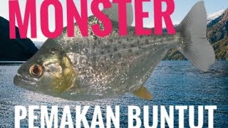 Serralamus Rhombeus Monster Pemakan Buntut,,,