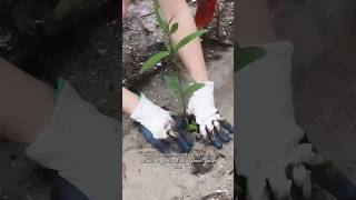 A day in the life of our horticulturalists part 2! 🌳
Its almost Earth Day! 🌎 🌳 Learn how you can make a difference in the environment around you from our Horticulturalists. 🙌
Stay tuned for part 3! 🌱 A day in the life of our horticulturalists part 2! 🌳