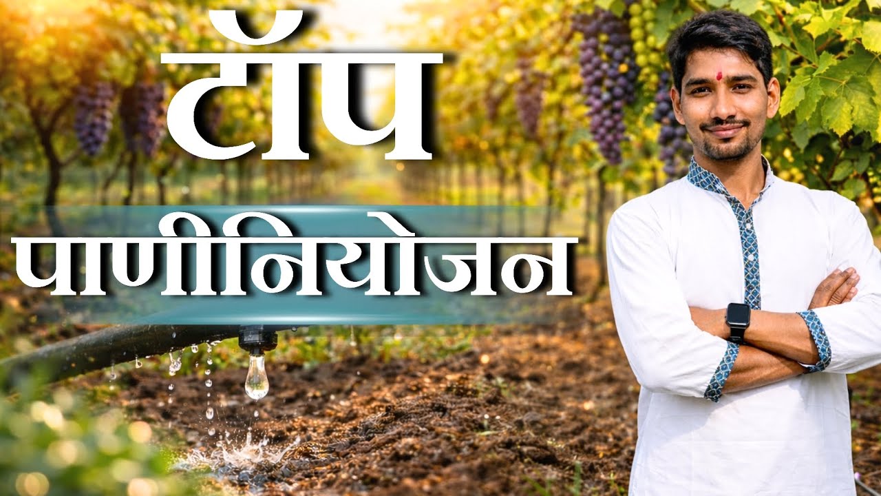 🍇द्राक्ष बागेतील 💪टॉपचे पाणीनियोजन 💥l शेवट नक्की पाहा 🎯Agr.Suraj Gaikwad 👳l