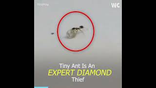 How knew Ants could be such expert Jewel thieves