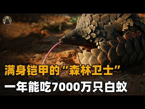 在地球生活5000万年，身披重甲的穿山甲，除了人类没有天敌！【万物灵】