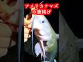 ナマズは裏切ります!食べてあげましょう #shorts #アメリカナマズ #霞ヶ浦 #うなぎ #食レポ #料理