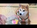 ７歳になりました(後編)プレゼントは何だろな？🎁Birthday present for my dog