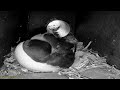 Coquet Island: 4 Puffin Burrow🌙20/05/26