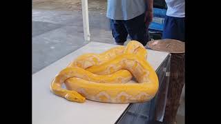 Animal displayed in Koh Samui Thailand