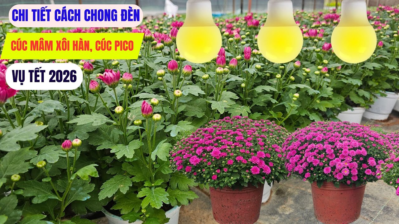 Cách thắp đèn cho cúc mâm xôi Hàn vụ Tết 2026