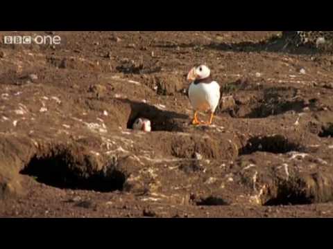Funny Talking Animals   Walk On The Wild Side   Episode Four Preview   BBC One
