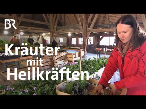 Video: Was ist Herzgespann-Kraut – Wie man Mutterkraut-Pflanzen pflegt