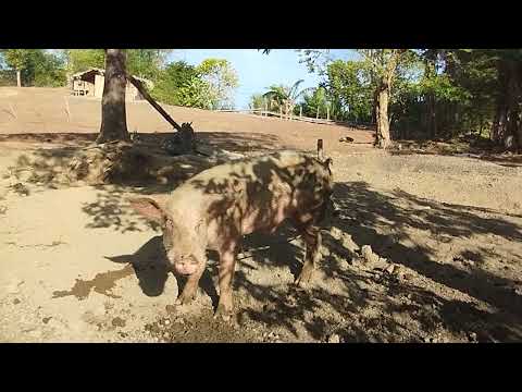 Buhay Probinsiya Farm #youtube #trending #farm