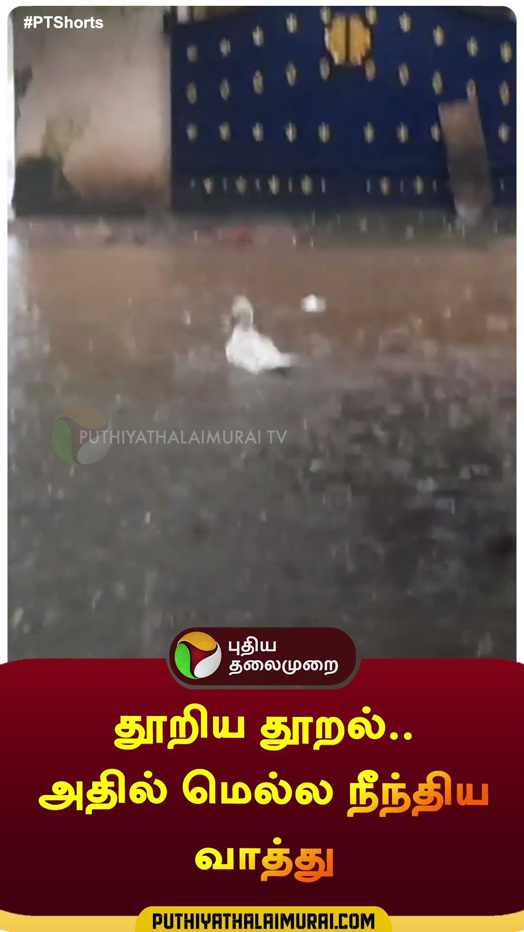 தூறிய தூறல்..அதில் மெல்ல நீந்திய  வாத்து | #shorts | #thanjai