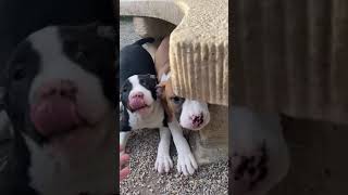 American Staff - M - 06Janvier - 290Mnh