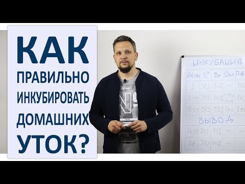 Инкубация уток / Режим инкубации утиных яиц в домашних условиях