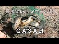 Рыбалка в Астрахани: Бешенный клёв САЗАНА на жмых и макуху.