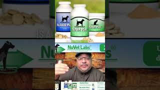 Game Changer‼️ #qbnkennel #americanbullyxl #shorts