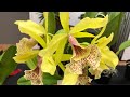 Выставка Орхидей (1) Март 2021