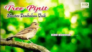 Tree Pipit | Tembakan Unik  Untuk #kenari  #branjangan #cendet #muraibatu