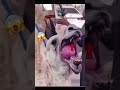 Camel Adoption Process 亟 亟 Camel Adoption Process 亟 亟