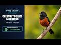 Chestnut-bellied Seed-Finch Song &amp; Calls | Sporophila angolensis | Spectrogram