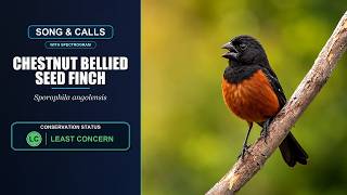 Chestnut-bellied Seed-Finch Song &amp; Calls | Sporophila angolensis | Spectrogram