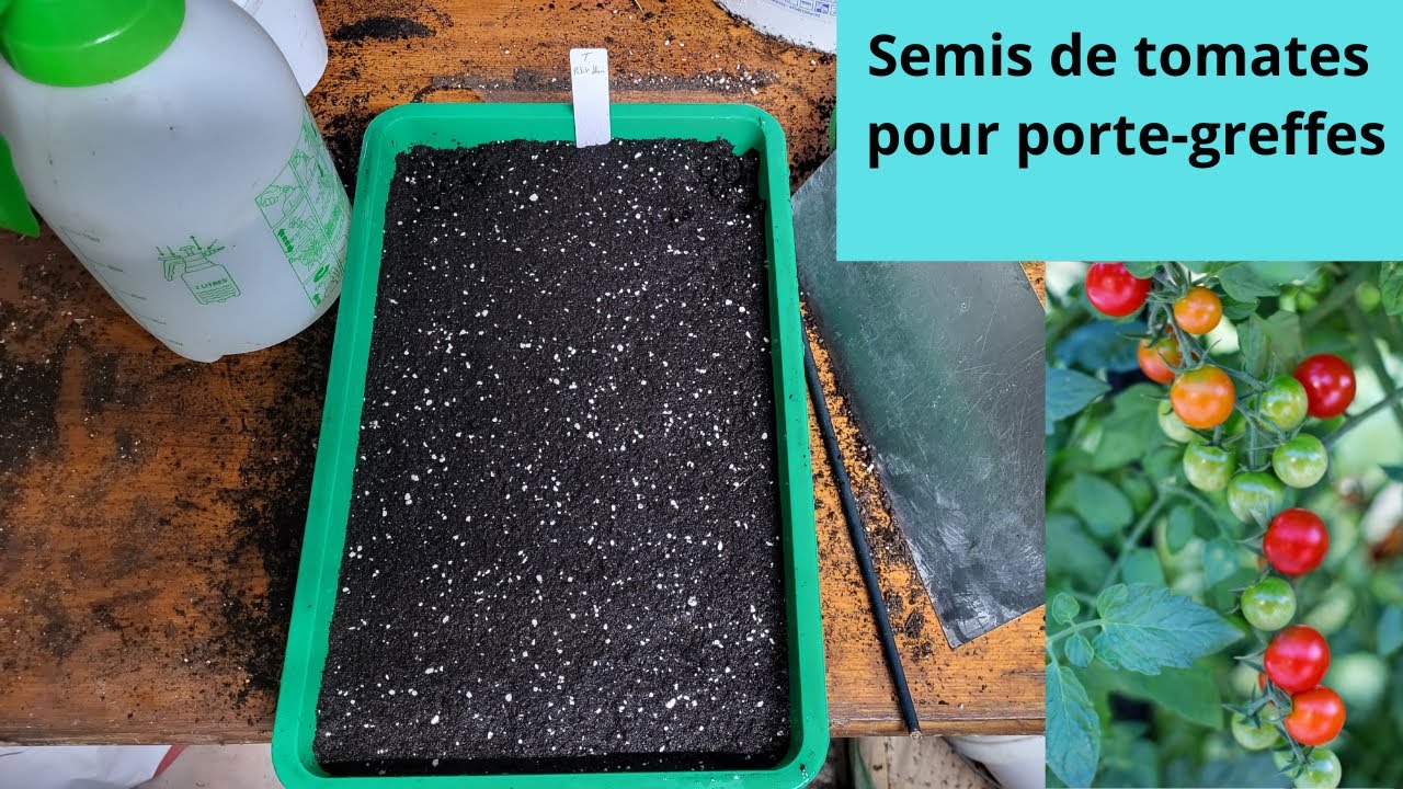 Semis de tomates pour porte-greffes
