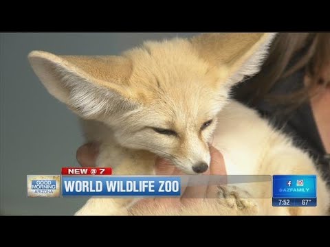 Wildlife World Zoo brings by a super cute fennec fox!