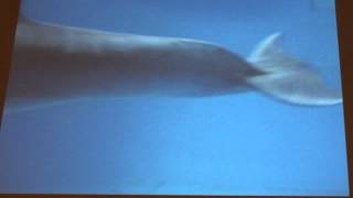 A dolphin making a bubble ring with her tail
