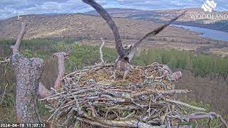 A distant fracas near the nest  is Dorcha the Loch Arkaig Osprey injured? 19 Apr 2024 (slomo zoom)