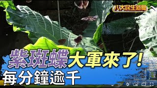 紫斑蝶大軍來了! 每分鐘超過千隻 |【民生八方事】| 2022040104 @gtvnews27