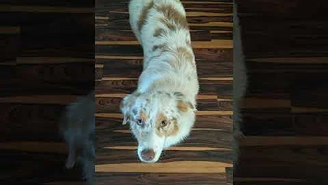 Australian shepherd are wigglebutts - DayDayNews