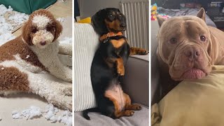 Funny Dog Videos 2023 🐾 Cutest Dog Videos Compilation 😍 by Doggonit 359 views 5 months ago 9 minutes, 13 seconds