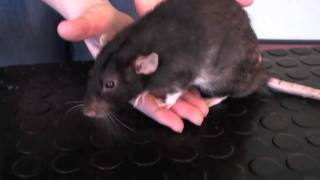 Animal health and husbandry: rat health check