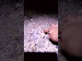 Kangaroo mouse in southern Arizona #cuteanimals  #wildlife