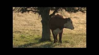 MODULE 2: FORAGING BEHAVIOR AND LIVESTOCK DISTRIBUTION Part 3
