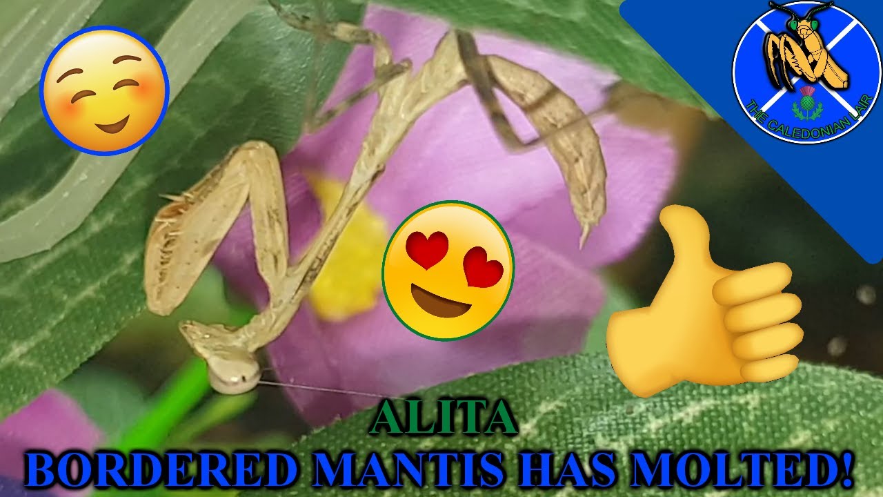Our BORDERED MANTIS has MOLTED! - YouTube