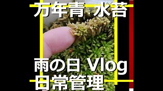 【5月の雨の日　万年青・水苔の日常管理　Vlog】前半万年青、後半水苔　雨に当てるのか　日は強い【万年青の豊明園】【Sphagnum Moss　OMOTO】Rohdea japonica