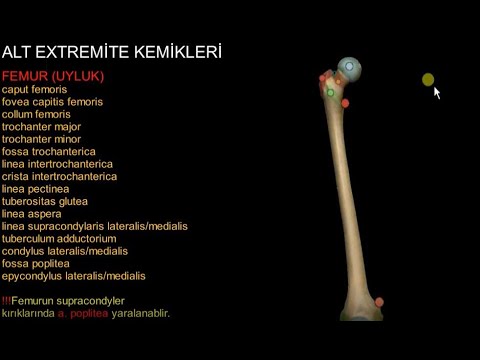 Alt Extremite Kemikleri (femur,tibia-fibula,tarsaller)