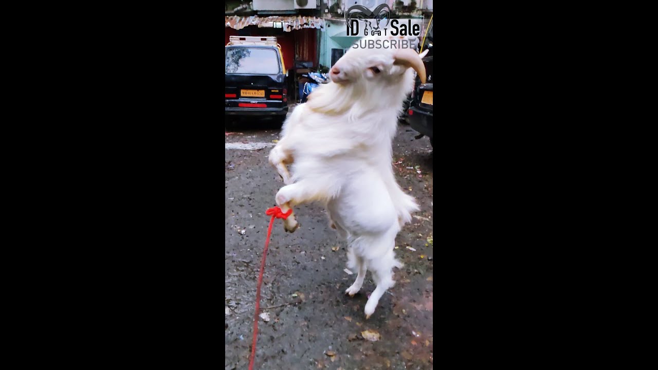 Bantam Goat Top Quality 