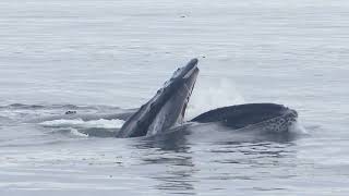 Brunch Time for Humpback Whales by SeaDoc Society 99 views 1 year ago 2 minutes, 8 seconds