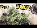 How to grow bigger plants   whats growing on in the marshydro 5x5 fc8000