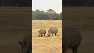 RHINO POPULATION SURVEY REQUEST