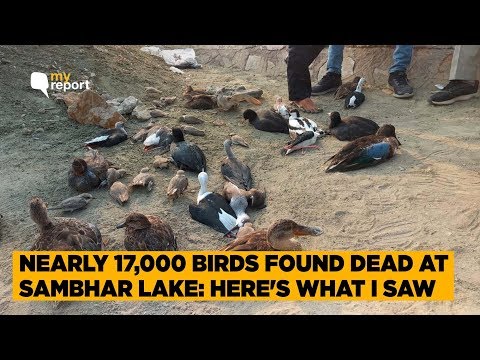 Video: About 10,000 Birds Mysteriously Died Near Lake Sambhar - Alternative View