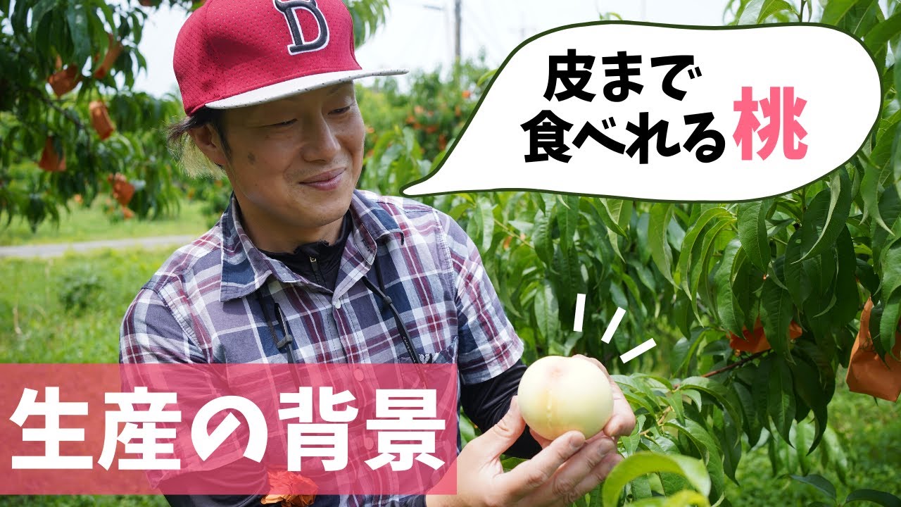 皮まで食べれる？！】岡山県で三代続くの桃農家より、美味しい桃を生産